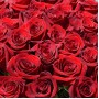 Букет из 75 красной розы